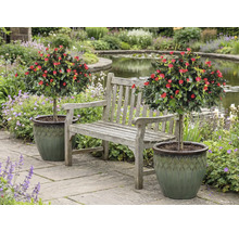 Scenă cu bancă de grădină între doi trandafiri în ghivece într-o grădină