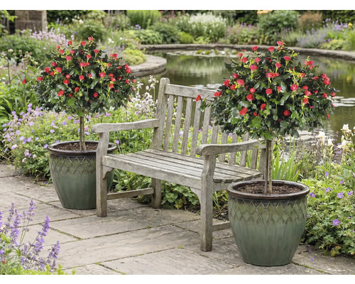 Scenă cu bancă de grădină între doi trandafiri în ghivece într-o grădină