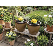 Vedere grădină cu ghivece de flori pe o bancă de lemn și taburete, plantate cu primule și hortensii.