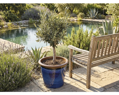 Măslin în ghiveci lângă o bancă de lemn într-o grădină cu un iaz