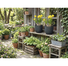 Scenă idilică de grădină cu diverse plante în ghivece și jardiniere în fața unei cabane de grădină din lemn.