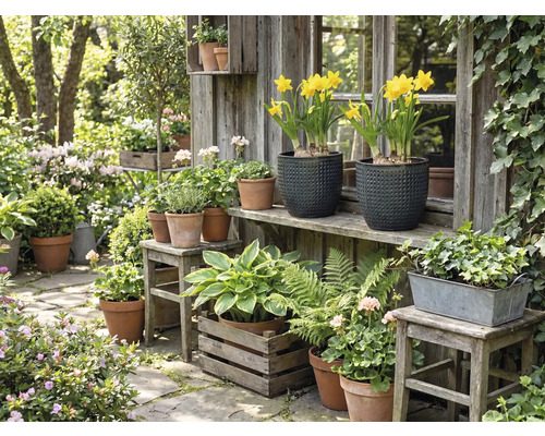 Scenă idilică de grădină cu diverse plante în ghivece și jardiniere în fața unei cabane de grădină din lemn.