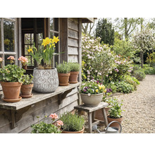 Grădină decorativă cu plante în ghivece și flori pe o verandă din lemn