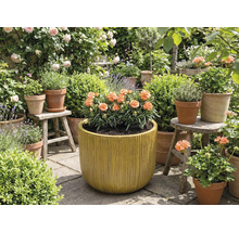 Grădină cu flori în ghivece și jardiniere.