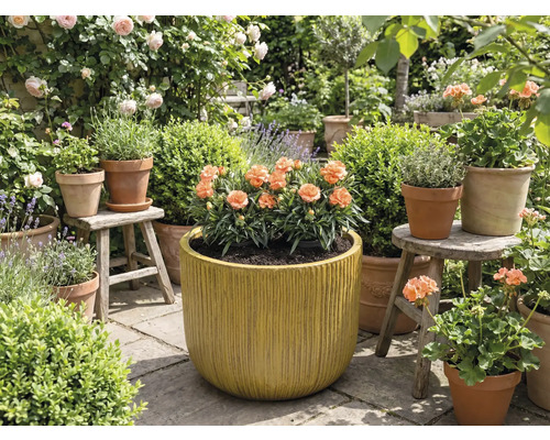 Grădină cu flori în ghivece și jardiniere.