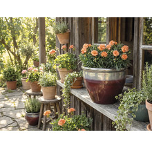 Scenă decorativă de grădină cu flori în ghivece pe rafturi și scaune din lemn.