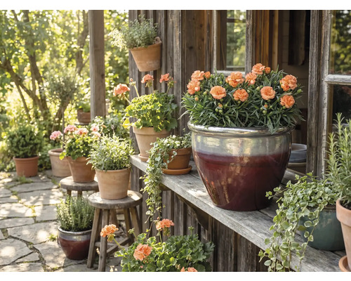 Scenă decorativă de grădină cu flori în ghivece pe rafturi și scaune din lemn.