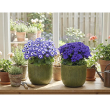 Cameră cu plante în ghiveci înflorite pe o pervază