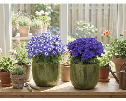 Cameră cu plante în ghiveci înflorite pe o pervază