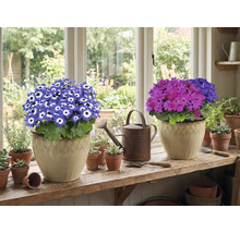 Două plante în ghiveci cu flori pe un pervaz, plus o stropitoare și ghivece mici.