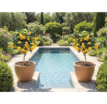 Doi arbuști de lămâi în ghivece de teracotă lângă o piscină într-o grădină.