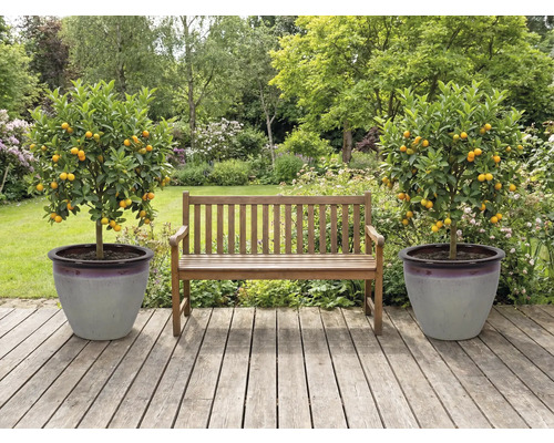 Grădină cu bancă de lemn și doi mandarini în ghivece pe o terasă de lemn.