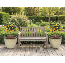 Scenă de grădină cu bancă de lemn și doi mandarini în ghivece