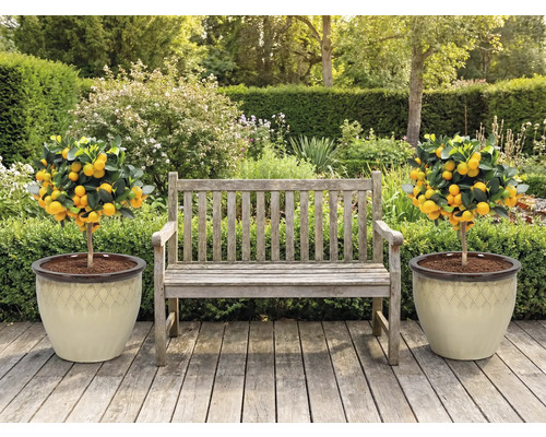 Scenă de grădină cu bancă de lemn și doi mandarini în ghivece