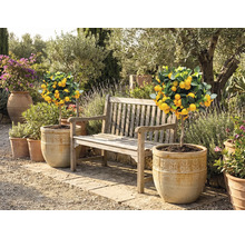 Scenă de grădină cu lămâi în ghivece și o bancă de lemn