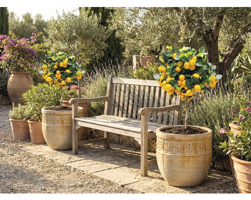 Scenă de grădină cu lămâi în ghivece și o bancă de lemn