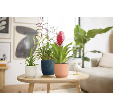 Trei bromelii în ghivece pe o masă într-o sufragerie luminoasă.