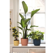 Trei plante de interior în ghivece pe un pervaz