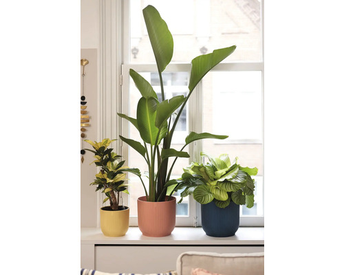 Trei plante de interior în ghivece pe un pervaz