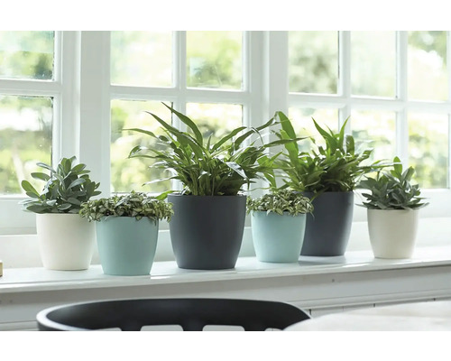 Glaf de fereastră cu diverse plante de interior în ghivece