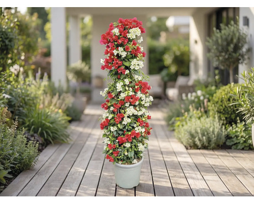 Bougainvillea la ghiveci pentru exterior, flori roșii și albe
