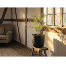 Ghiveci negru texturat cu palmier pe scaun de lemn în cameră luminoasă cu perete cu bârne și podea din lemn.