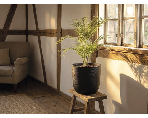 Ghiveci negru texturat cu palmier pe scaun de lemn în cameră luminoasă cu perete cu bârne și podea din lemn.