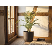 Palmier verde într-un ghiveci mare rotund maro texturat pe o podea de lemn într-o cameră rustică cu grinzi din lemn și fereastră.