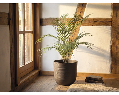 Palmier verde într-un ghiveci mare rotund maro texturat pe o podea de lemn într-o cameră rustică cu grinzi din lemn și fereastră.