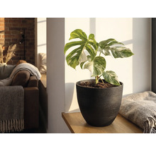 Monstera Deliciosa Variegata intr-un ghiveci de culoare inchisa pe o polita de lemn intr-o sufragerie luminoasa.