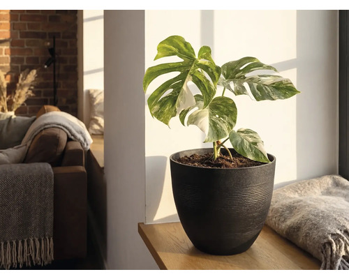 Monstera Deliciosa Variegata intr-un ghiveci de culoare inchisa pe o polita de lemn intr-o sufragerie luminoasa.