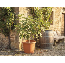 Smochin într-un ghiveci mare în fața unui zid din piatră cu viță de vie, un butoi de lemn și o bancă de piatră.