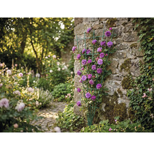 Spaler de grădină în formă de evantai verde cu trandafiri cățărători mov pe un zid de piatră naturală.