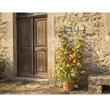 Spaliere pe un zid de piatră lângă o ușă de lemn, plantat cu călțunași într-un ghiveci de teracotă.