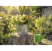 O găleată metalică galvanizată plantată cu călțunași colorați pe un butuc de copac într-o grădină însorită, lângă o stropitoare.