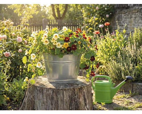O găleată metalică galvanizată plantată cu călțunași colorați pe un butuc de copac într-o grădină însorită, lângă o stropitoare.