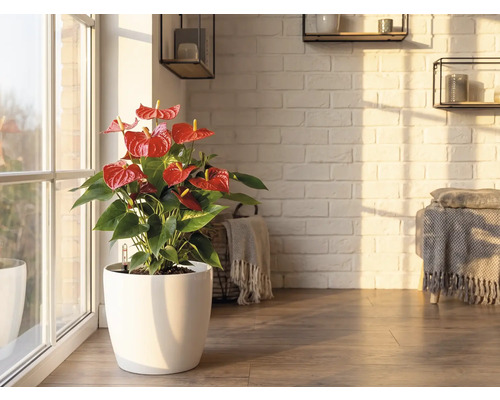 Floarea Flamingo FloraSelf Anthurium Andreanum Hybrid H | HORNBACH