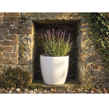 Ghiveci rotund alb cu lavandă înflorită într-o nișă de perete din piatră cu indicator de nivel al apei.