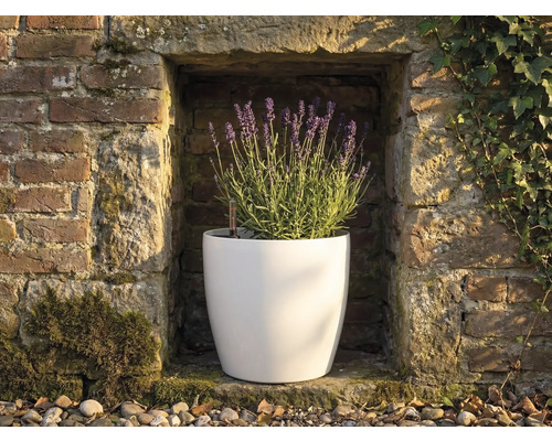 Ghiveci rotund alb cu lavandă înflorită într-o nișă de perete din piatră cu indicator de nivel al apei.