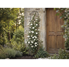 Suport metalic negru pentru plante cățărătoare pe un zid de piatră cu trandafir cățărător alb lângă o ușă de lemn în grădină.