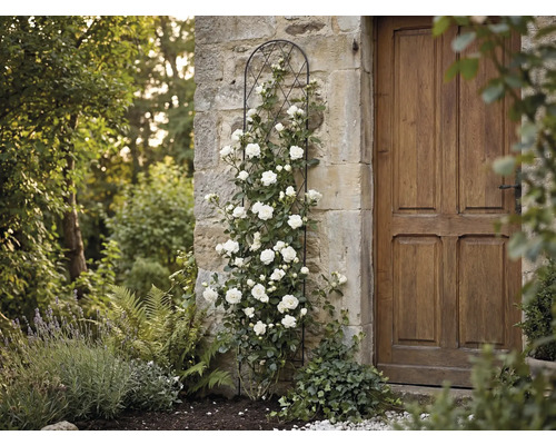 Suport metalic negru pentru plante cățărătoare pe un zid de piatră cu trandafir cățărător alb lângă o ușă de lemn în grădină.