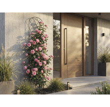 Trandafiri cățărători pe suport metalic lângă o ușă de intrare modernă din lemn pe un perete din beton.