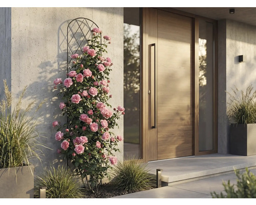 Trandafiri cățărători pe suport metalic lângă o ușă de intrare modernă din lemn pe un perete din beton.