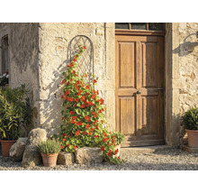 Spalier metalic arcuit cu o plantă cățărătoare înflorită pe un zid de piatră rustic lângă o ușă de lemn.