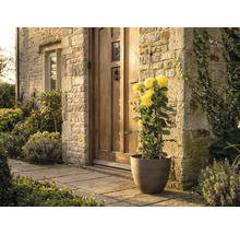 Trandafir urcător galben într-un ghiveci maro în fața unei intrări de casă cu perete din piatră naturală și ușă din lemn.