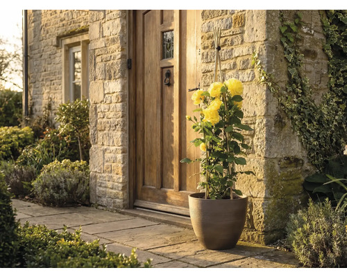 Trandafir urcător galben într-un ghiveci maro în fața unei intrări de casă cu perete din piatră naturală și ușă din lemn.