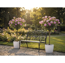 Bancă de grădină neagră din metal cu ornamente între doi trandafiri cu trunchi roz în ghivece albe într-o grădină însorită.