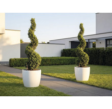 Două plante tăiate în formă de spirală în ghivece albe rotunde într-o grădină modernă și luminoasă, cu gazon și alee din piatră.