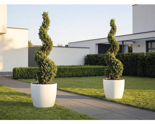 Două plante tăiate în formă de spirală în ghivece albe rotunde într-o grădină modernă și luminoasă, cu gazon și alee din piatră.