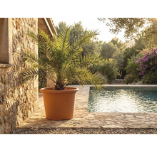 Ghiveci mare teracota cu palmier pe terasă de piatră lângă piscină într-o grădină mediteraneană luminoasă.